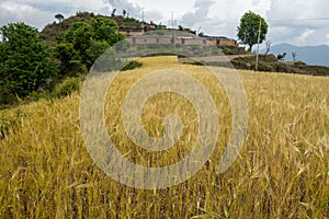 Barley crop ready for harvesting in the country side of the Himalayan region. Uttarakhand India