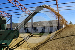 Barley crops being separated out of dust in the yard.