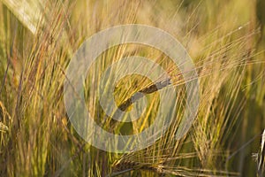 Barley crops close up