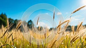 Barley crops in a sun soaked summer landscape