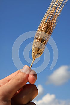 Barley Detail