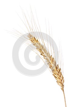 Barley ear