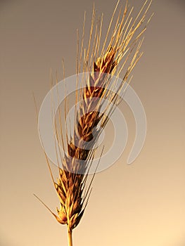 Barley ear