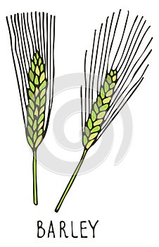 Barley ear doodle icon. Farm agriculture crop