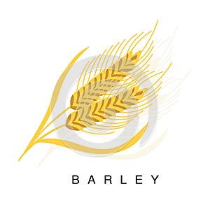 Barley Ear, Infographic Illustration With Realistic Cereal Crop Plant And Its Name