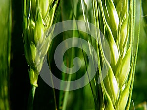 barley ears