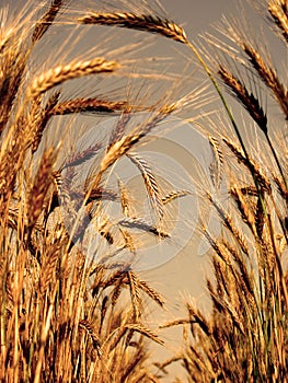 Barley ears
