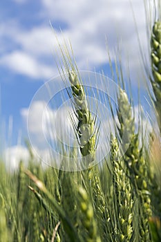 Barley Ears Against Blue Sky