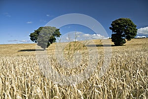Barley Ears against blue sky and field