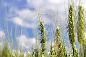 Barley Ears Against Blue Sky with White Clouds