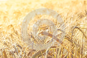 Barley ears background closeup