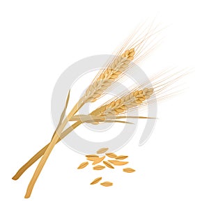 Barley ears bunch with yellow organic ripe grain, leaf on stalks