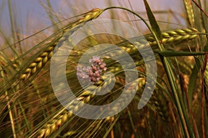 Barley ears close up