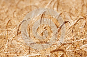 Barley ears in crop field