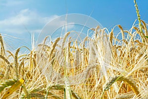 Barley ears ground view