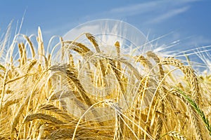 Barley ears ground view photo