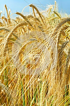 Barley ears ground view