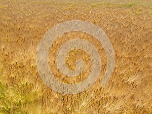 Barley ears that are yellowish