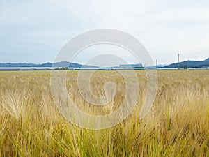 Barley ears that are yellowish