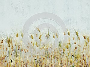 Barley ears that are yellowish