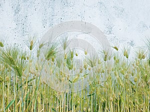 Barley ears that are yellowish nature