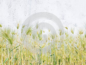 Barley ears that are yellowish nature