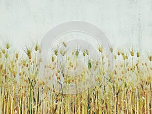 Barley ears that are yellowish nature