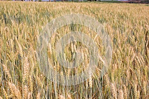 Barley farm background