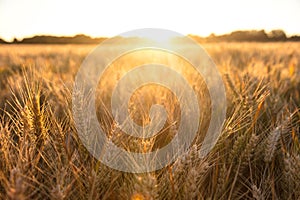 Barley Farm Field in Golden Light