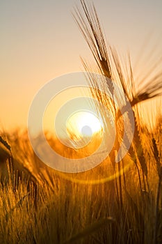 Barley Farm Field at Golden Sunset or Sunrise