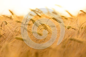 Barley Farm Field at Golden Sunset or Sunrise