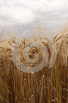 Barley field