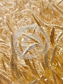 Barley field