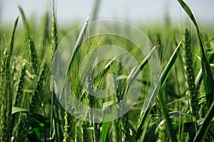 Barley field