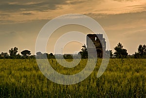 Barley Field