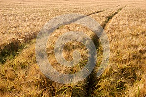 Barley field