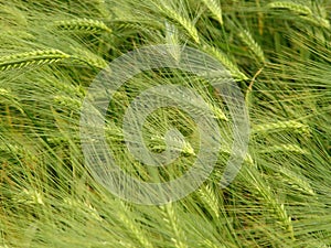 barley field