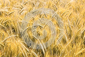 Barley field photo