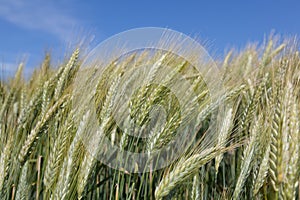 Barley field photo