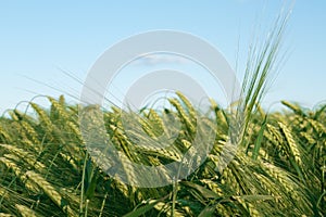 Barley field