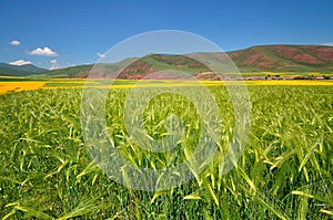 Barley Field