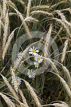 Barley field