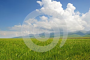 Barley field