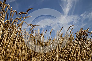 Barley field