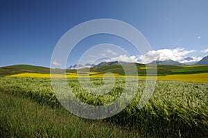 Barley field