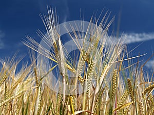 Barley field