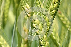 Barley in field