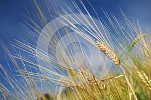 Barley in field