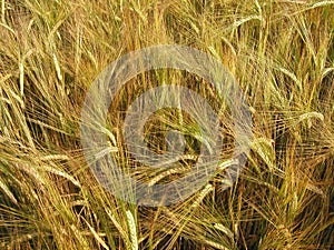 Barley field