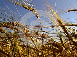 Barley field 3